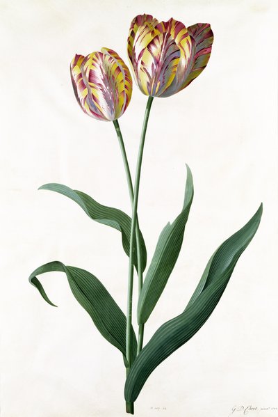 Tulip Tulip by Georg Dionysius Ehret